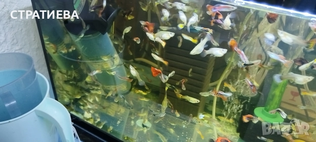 Гупи отглеждани в домашни условия., снимка 13 - Рибки - 50004944