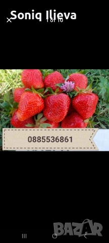 продавам разсад ягоди, снимка 2 - Разсади - 53905580