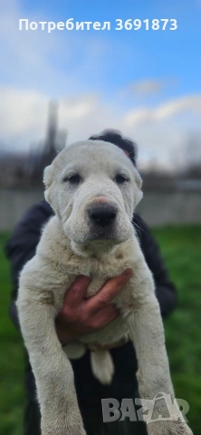 алабайчета , снимка 5 - Алабай - 54165108