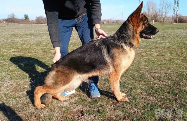 Елитна Немска Овчарка, снимка 1