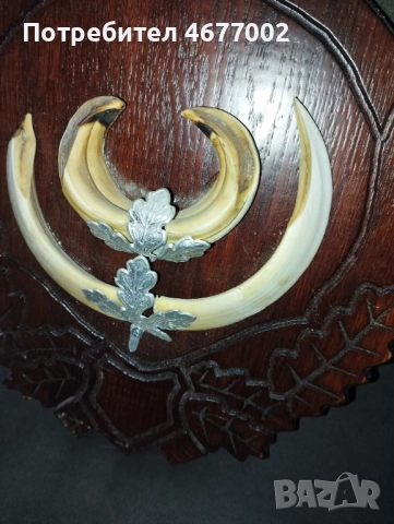 Глиги от диво прасе, снимка 2 - Антикварни и старинни предмети - 52828264