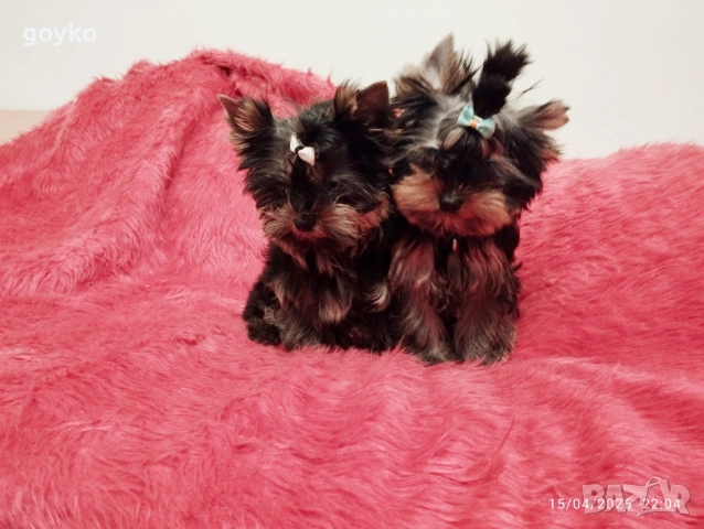 йоркширски териер