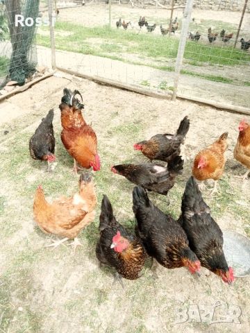 1лв/бр - РАЗПЛОДНИ/Оплодени яйца, снимка 2 - Кокошки и пуйки - 45300097