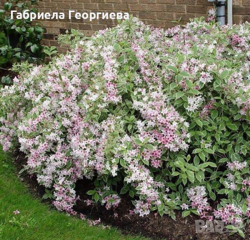 Вайгела шарена , снимка 1 - Градински цветя и растения - 46472458