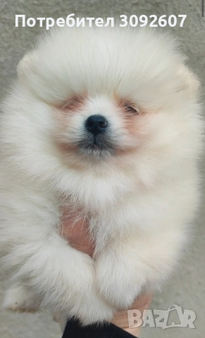 Померан момче , снимка 3 - Померан - 53272433