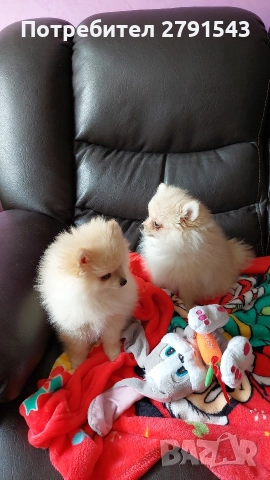 померан померанче , снимка 7 - Померан - 52673911