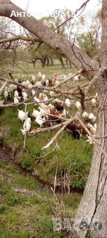свободно отглеждани ярета и кози