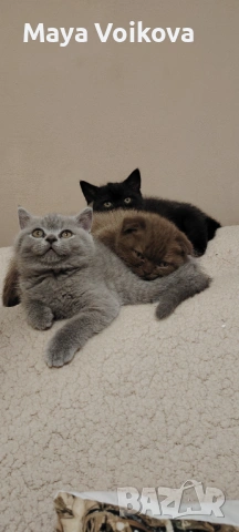 Прекрасни британчета