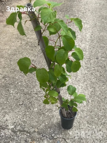 Голо Киви , снимка 2 - Градински цветя и растения - 50623994