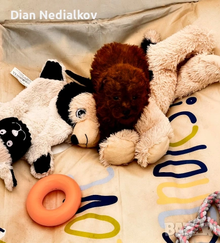 Tea Cup Пуделче, снимка 9 - Пудели - 53597995