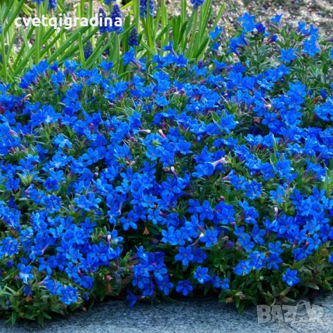 Lithodora diffusa Compact Blue (Литодора)