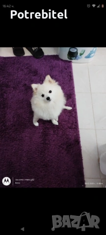 Померан мини шпиц, снимка 3 - Померан - 53791761