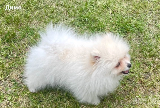 Мъжки померан, снимка 2 - Померан - 54242429