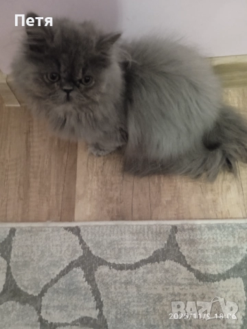Персийски котенца, снимка 5 - Персийска - 46129032