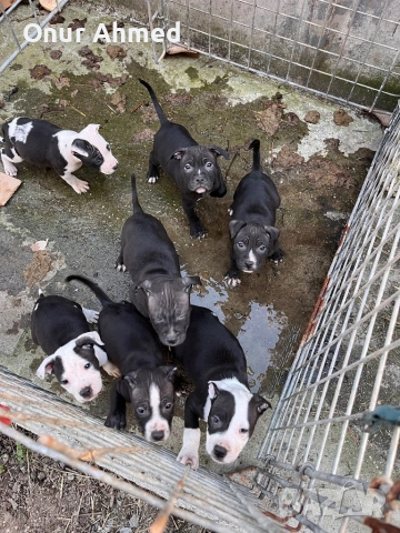 Питбули, снимка 2 - Питбул - 53784911