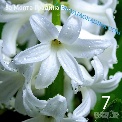 Зюмбюл , снимка 5 - Сортови семена и луковици - 53623512