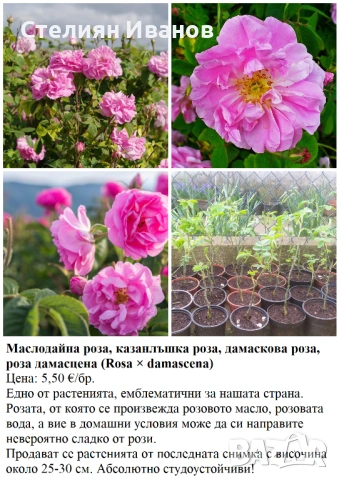 ПЛОДНИ ХРАСТИ В КОНТЕЙНЕРИ, снимка 9 - Градински цветя и растения - 53447504