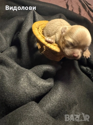 Дългокосместо мини чихуа мъжко , снимка 10 - Чихуахуа - 54295668