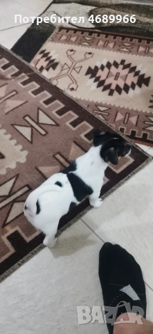 Джак ръсел малък, снимка 8 - Джак ръсел териер - 52874871