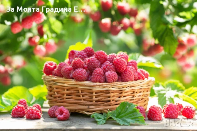 Малини 27 сорта , снимка 5 - Разсади - 54020155