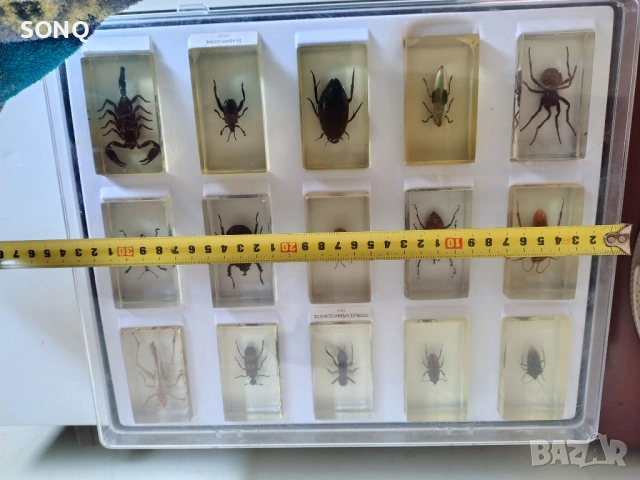 Страхотна Колекция Хербарий От Буболечки,Насекоми №2, снимка 10 - Колекции - 53174303