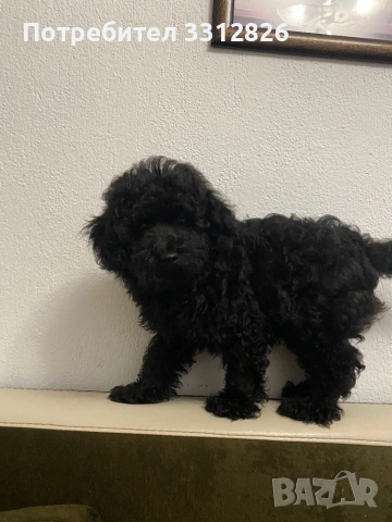 Той Пудел, снимка 2 - Пудели - 53502934