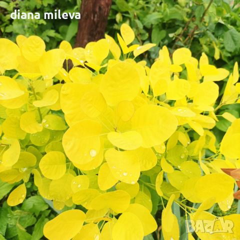 Жълта Смрадлика Златен Дух, Cotinus coggigria Golden Spirit, снимка 3 - Градински цветя и растения - 46447255