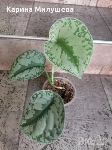 Продавам различни цветя