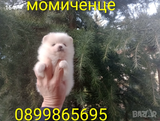 Бели мъжки и женски кученца. Померани., снимка 9 - Померан - 52932904