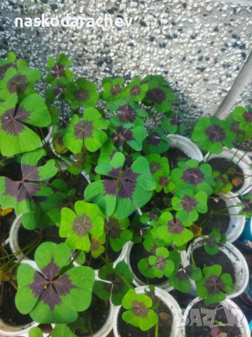 Четирилистни детелини Oxalis Tetraphylla, четирилистна детелина разсад, снимка 11 - Градински цветя и растения - 46098745