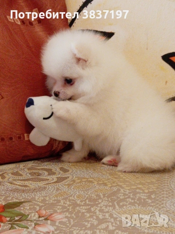 3 мъжки и 1 женско, снимка 18 - Померан - 52996319