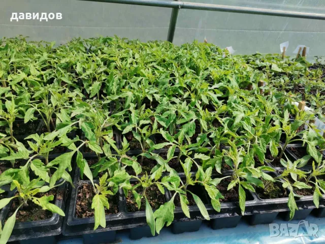 Отопление за оранжерия, разсадник, маса за разсад , парник.Сушилня!, снимка 16 - Стайни растения - 34264703