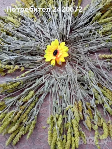 био  мурсалски  чай, снимка 5 - Хранителни добавки - 50732701