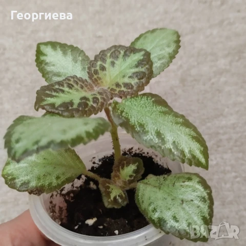 разменям, снимка 6 - Стайни растения - 51295902