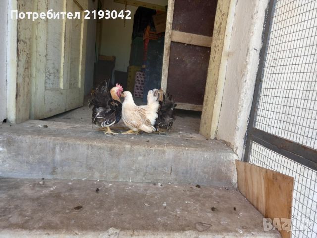 Продавам кокошки шабо , снимка 2 - Кокошки и пуйки - 46360524