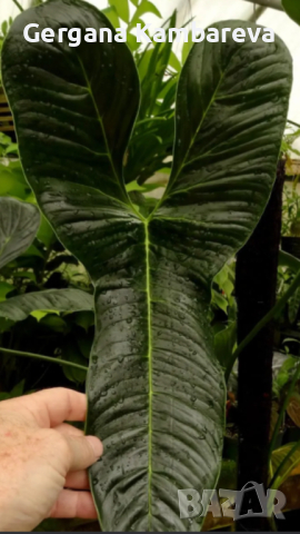 Philodendron Lupinum , снимка 6 - Стайни растения - 45011543