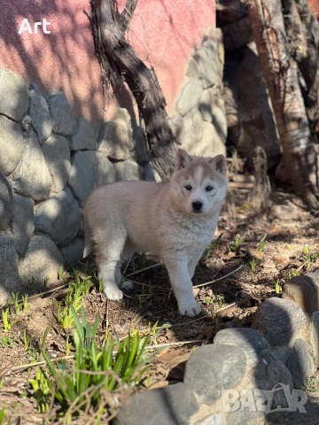 Сибирски хъскита, снимка 2 - Други животни - 53399220