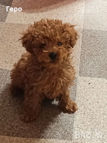 пудел той , снимка 3 - Пудели - 53322409