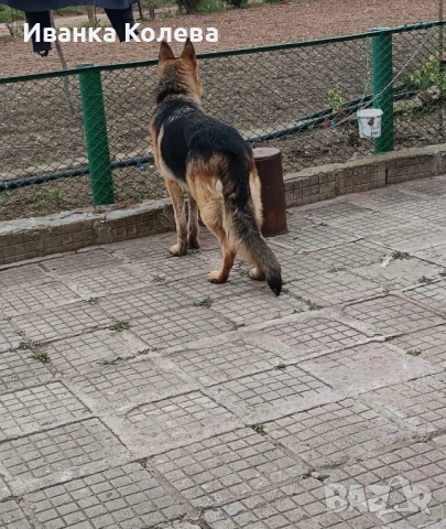 Продавам немски овчарки на 45 дена, снимка 5 - Немска овчарка - 53771415