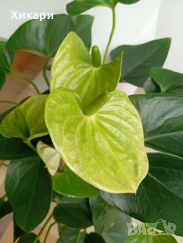 Антуриум с цвят, снимка 2 - Стайни растения - 53574512