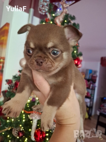 Момче Чихуахуа , снимка 6 - Чихуахуа - 52909632