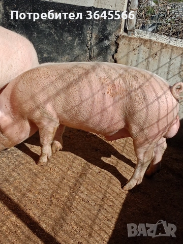 нерезче към 70 80килограма