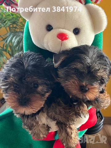 Йоркширски териер, снимка 2 - Йоркширски териер - 52511387