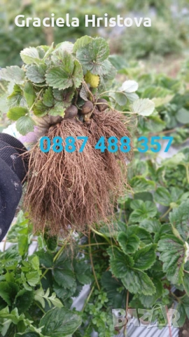 Продавам качествен разсад ягоди , снимка 4 - Градински цветя и растения - 53629947