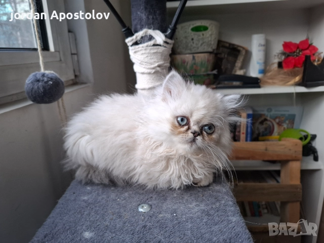 Малки,сладки и гушливи ангелчета търсят своя нов обичан дом!, снимка 6 - Персийска - 52999813