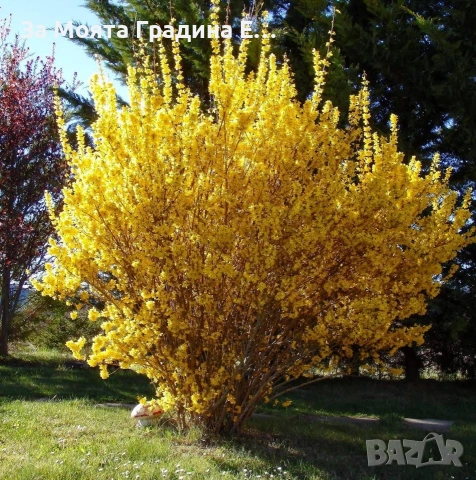 Форзиция , снимка 5 - Градински цветя и растения - 53633265