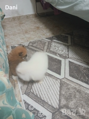 Mini Pomeran, снимка 11 - Померан - 53661268