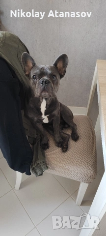 Мъжки френски булдог за разплод , снимка 2 - Френски булдог - 53181060