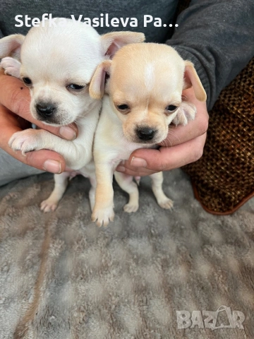 Продавам чихита