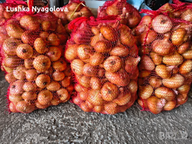 Лук, снимка 2 - Домашни продукти - 51090438